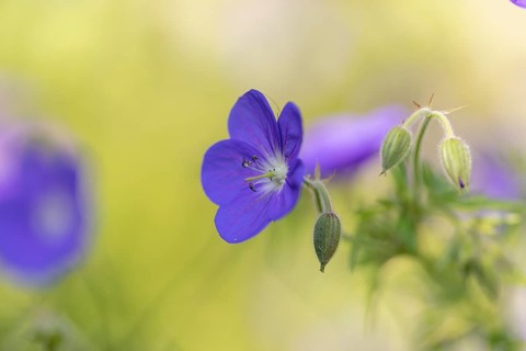 An open purple flower of the cranesbill (Geranium) with buds in front of a blurred background,