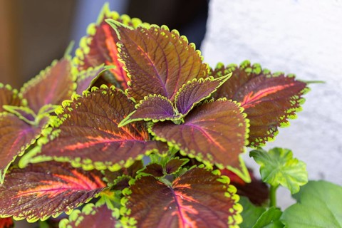 Detailed colourful leaves of the coloured nettle (Solenostemon scutellarioides) with green and
