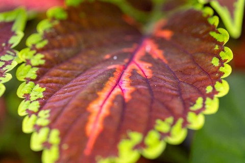 Close-up, leaf of the coloured nettle (Solenostemon scutellarioides) with green and red-brown