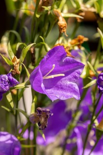 Powerful purple bellflower blossom (Campanula) with green stems and a natural background,