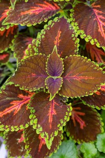 Detailed colourful leaves of the coloured nettle (Solenostemon scutellarioides) with green and