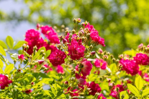 Lively pink rose blossoms (Rosa) against a sunny, green background, Neunkirchen, Lower Austria,