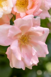 Close-up of pink rose blossoms (Rosa) in the garden, Neunkirchen, Lower Austria, Austria