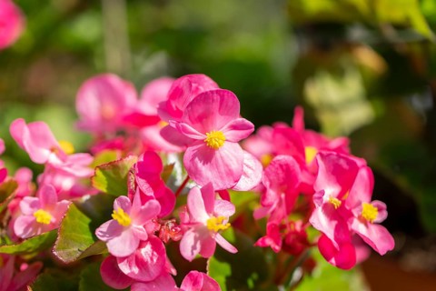 Pink flowers of the ice begonia (Begonia) in sunlight with green background and fresh leaves,
