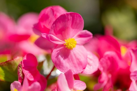 Pink flowers of the ice begonia (Begonia) in sunlight, close-up, Neunkirchen, Lower Austria,
