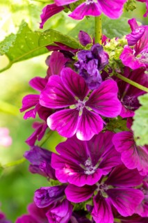 Close-up of purple flowers of Common mallow (Malva sylvestris) with green accents in bright summer