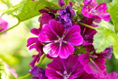 Close-up of purple flowers of Common mallow (Malva sylvestris) with green accents in bright summer