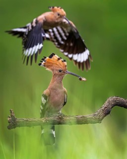 Hoopoe (Upupa epops) Bird of the Year 2022, male with food for his female, bridal gift, mating,