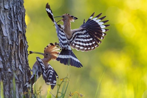 Hoopoe (Upupa epops) Bird of the Year 2022, male with food for his female, bridal gift, mating,