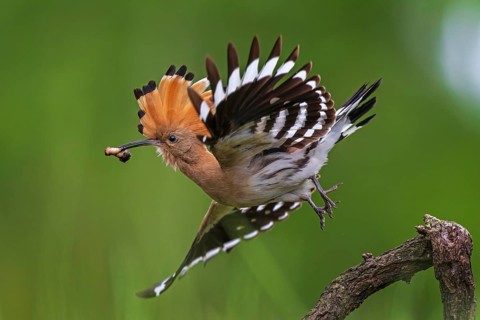 Hoopoe (Upupa epops) Bird of the Year 2022, male with food for his female, bridal gift, mating,