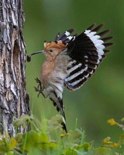 Hoopoe (Upupa epops) Bird of the Year 2022, female approaching the breeding cavity, landing,