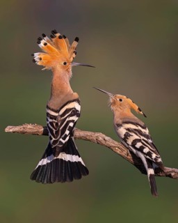 Hoopoe (Upupa epops) Bird of the Year 2022, male with food for his female, bridal gift, pair