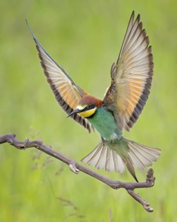 Bee-eater (Merops apiaster) newcomer to Saxony-Anhalt, blaze of colour, approaching, flying, wings