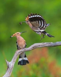 Hoopoe (Upupa epops) Bird of the Year 2022, male with food for his female, bridal gift, pair