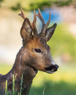 Roe deer (Capreolus capreolus) roebuck, buck hunting, hunting ground, May buck, horns, horns,