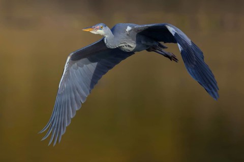 Grey heron (Ardea cinerea), young bird, in flight at last light, Neckar valley, Baden-Württemberg,