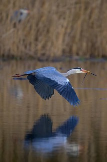 Grey heron (Ardea cinerea), adult heron in flight in front of reeds with nesting material in its