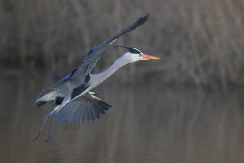Grey heron (Ardea cinerea), adult heron in flight in front of reeds, Neckar valley,