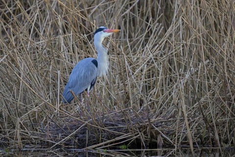 Grey heron (Ardea cinerea), adult heron standing on its eyrie in the reeds, Neckar valley,