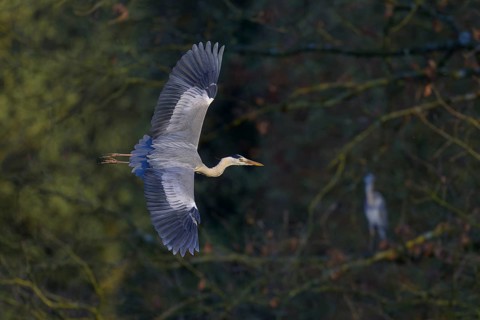 Grey heron (Ardea cinerea), adult heron in flight, evening light, Neckar valley, Baden-Württemberg,