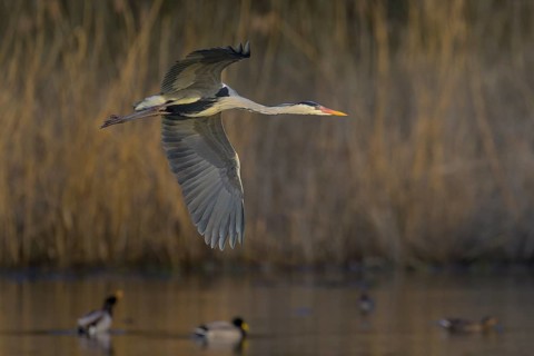 Grey heron (Ardea cinerea), adult heron in flight in front of reeds, evening light, Neckar valley,