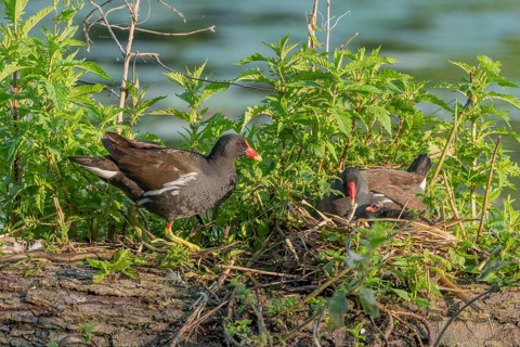 A pair of Common Moorhens (Gallinula chloropus) are looking after their few-day-old chicks.Bas