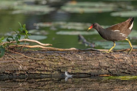 A bog hen (Gallinula chloropus) runs over a tree trunk to her chicks in her nest. Bas rhin, Alsace,