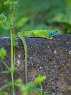 Western green lizard (Lacerta bilineata), resting on a stone of a dry stone wall, Neckar valley,