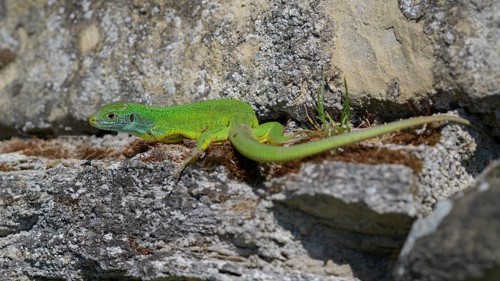 Western green lizard (Lacerta bilineata), resting on a stone of a dry stone wall, Neckar valley,