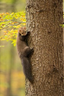 Climbing marten... Stone marten (Martes foina) climbs up a tree like a marten, pauses for a moment,