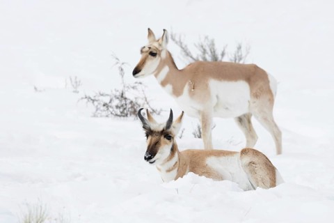 Pronghorn antelope, American antelope (Antilocapra americana), two pronghorns, male and female, a