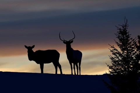 Deer, Wapitis (Cervus canadensis), North American deer, pair on a small hill, hilltop, silhouette