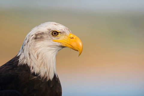 Mighty yellow beak... Bald eagle (Haliaeetus leucocephalus), impressive bird of prey, sea eagle,