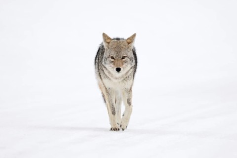 Eye contact... Coyote (Canis latrans) in winter walking directly towards the camera, frontal shot