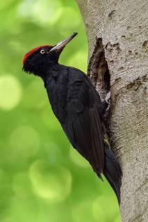 Black Woodpecker (Dryocopus martius), adult male, perched in font of its nesting hole in a tree