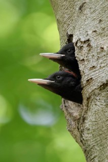 Black Woodpecker (Dryocopus martius), two young birds looking expectantly out of a natural nest