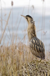 Bittern (Botaurus stellaris), adult bird in winter, climbing on a pile of sedge, reed grass,