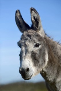 Grey donkey... Donkey (Equus asinus), domestic donkey, head portrait, also suitable for herd