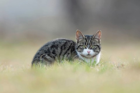 Naturally wild... Domestic cat (Felis silvestris catus), feral domestic cat, free-roaming domestic