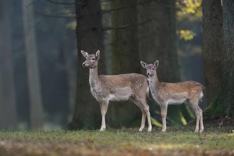 Bald deer on 8 hooves... Fallow deer (Dama dama), fallow deer, female fallow deer, fallow deer cow