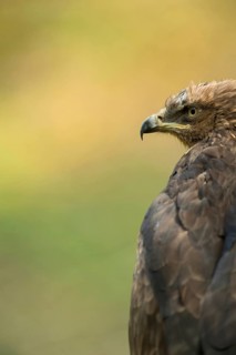 A piercing gaze... Lesser spotted eagle (Aquila pomarina), rare, highly endangered, smaller eagle
