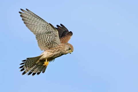 Shaking... Kestrel (Falco tinnunculus), also known as Rüttelfalke, relatively small, relatively