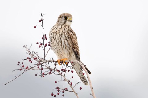 Kestrel (Falco tinnunculus), adult female in winter, well-known native small bird of prey, sitting
