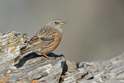 Impressive survivor... Alpine accentor (Prunella collaris), a well-adapted high mountain bird that