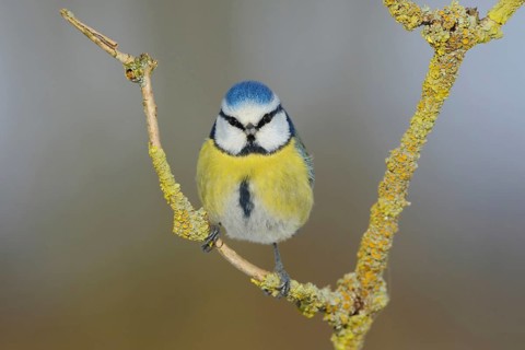 Eye contact... Blue tit (Cyanistes caeruleus) looking directly into the camera, funny picture,