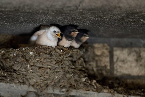 Barn Swallows (Hirundo rustica), begging chicks in nest, almost fledged, one with white plumage