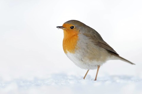 Robin (Erithacus rubecula), well-known native songbird, in winter in the snow, stays with us all