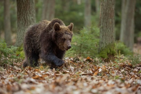 Young brown bear... European brown bear (Ursus arctos) migrating through its natural habitat in