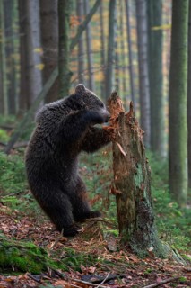 Where brute force reigns... European brown bear (Ursus arctos), young bear smashes a rotten tree