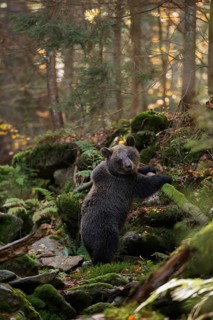 In the wilderness of Europe... European brown bear (Ursus arctos), young bear in the natural